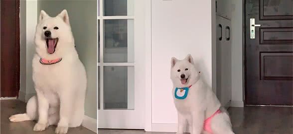 养狗怎么才能养好？
