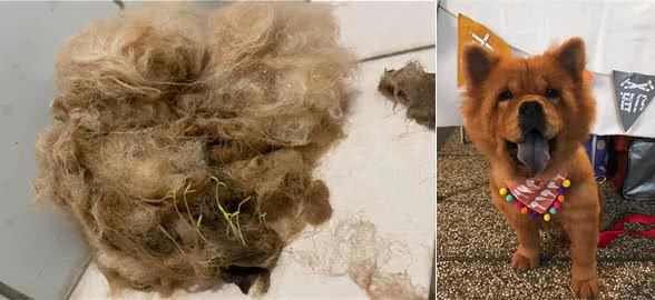 种狗得狗？松狮犬长嫩芽网友：会再长出一只松松