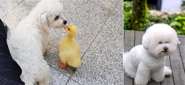 再次提醒！挑选比熊犬的时候，以下“5种狗”不建议买