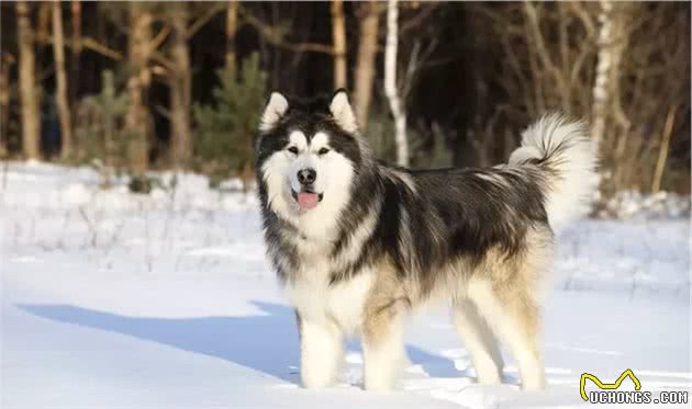 世界犬种-阿拉斯加雪橇犬