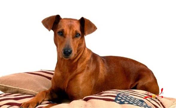 第二次世界大战中差点灭绝的犬—德国平犬