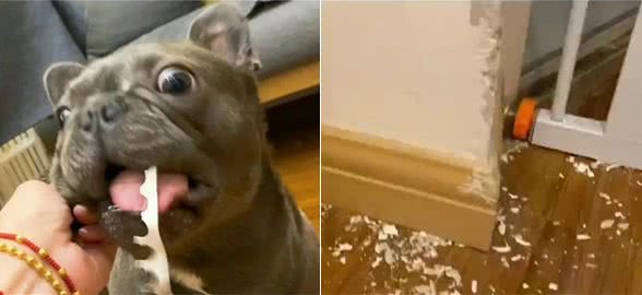 厉害了我的狗！法国斗牛犬拆家能力不俗，真当自己是挖掘机了？