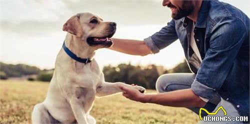 为啥经常有恶犬伤人，没听说过恶猫伤人？狗：我可是狼变来的