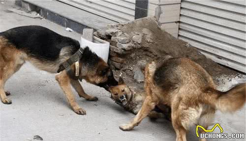 为啥经常有恶犬伤人，没听说过恶猫伤人？狗：我可是狼变来的