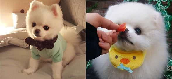 博美犬这样养，会比其他人的要健康