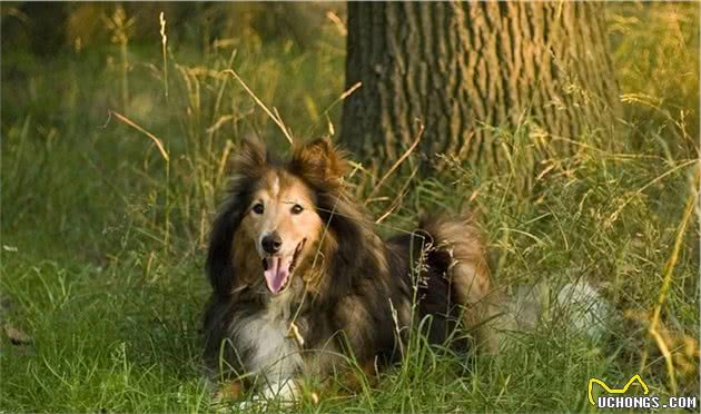 都知道牧羊犬聪明，这8种牧羊犬，是个中翘楚