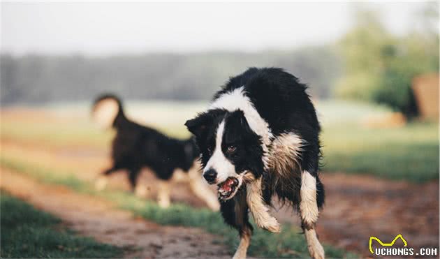 都知道牧羊犬聪明，这8种牧羊犬，是个中翘楚