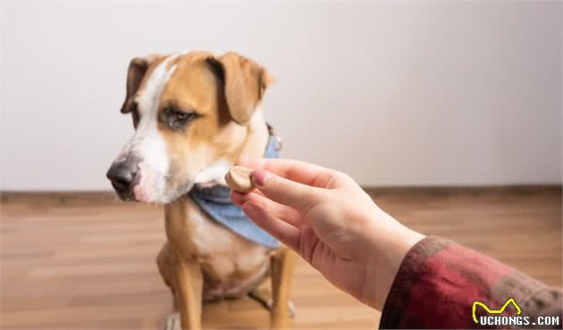 主人用零食训练狗狗，它却不感兴趣？3步带你轻松训练狗狗