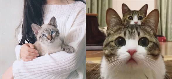 为什么养猫的人越来越多？原来好处这么多