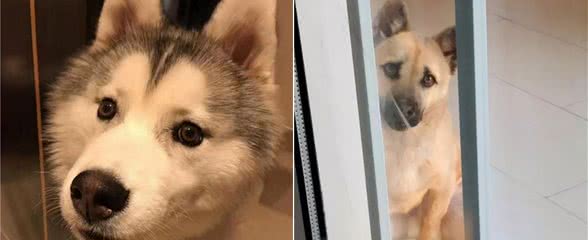 在狗狗眼里，主人上厕所的行为，其实代表这些意思
