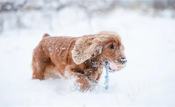 日粮抗性淀粉含量对成犬全肠道养分消化率、粪便发酵产物的影响