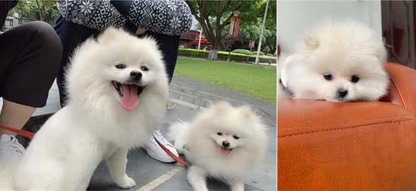 我的养狗心得