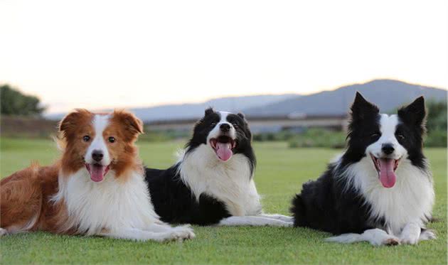 边境牧羊犬竟是如此的脆弱！赶紧保护好你的边境牧羊犬宝宝吧