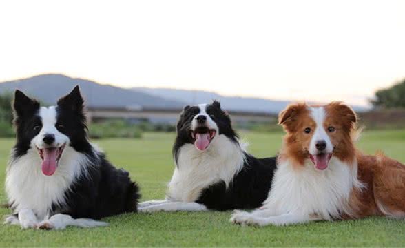 边境牧羊犬竟是如此的脆弱！赶紧保护好你的边境牧羊犬宝宝吧