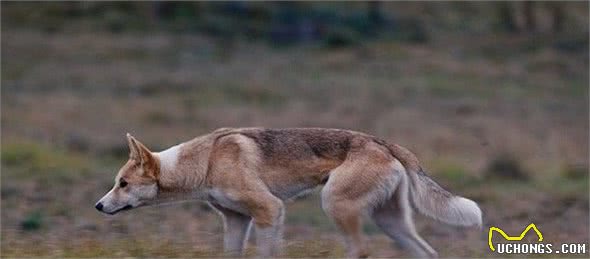 关于澳洲野犬的身份认定问题，极有可能影响其未来发展