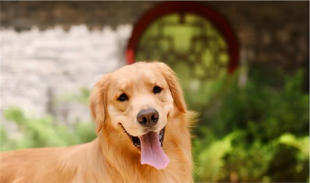 常见中大型犬介绍｜性格｜优缺点｜饲养建议