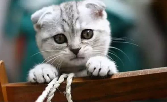 苏格兰折耳猫有啥遗传病？症状是什么？该如何喂养？