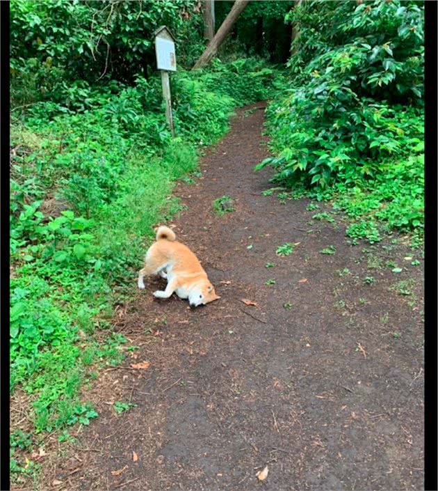 狗狗出去玩侧着身走路，两边都弄得脏兮兮的，瞬间变成小泥狗