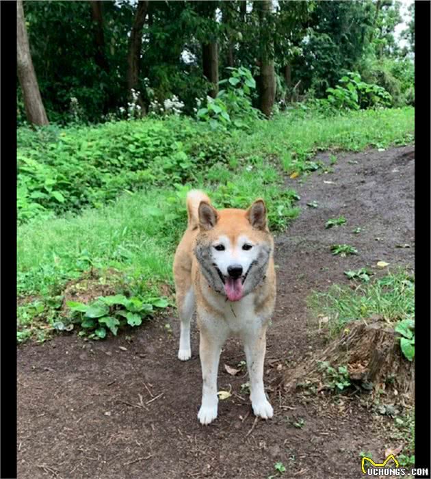 狗狗出去玩侧着身走路，两边都弄得脏兮兮的，瞬间变成小泥狗