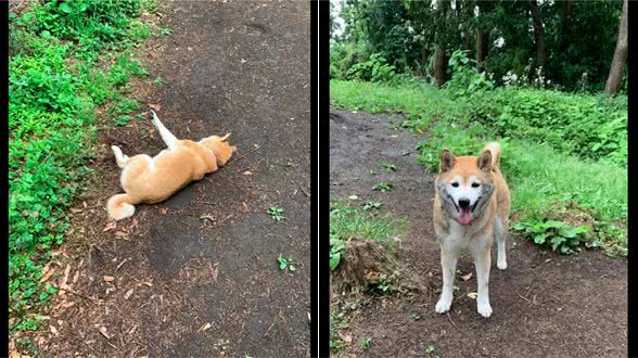 狗狗出去玩侧着身走路，两边都弄得脏兮兮的，瞬间变成小泥狗