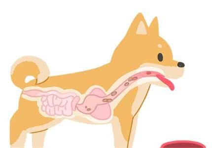 狗狗「不咀嚼只吞」吃超快？别担心牠们肠胃很强大