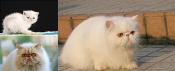 如何擦掉波斯猫满脸的泪痕？