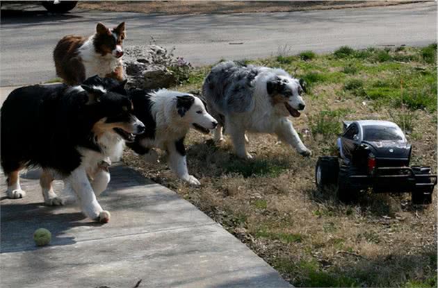 自从养了一只边境牧羊犬后，我的坏日子就开始了