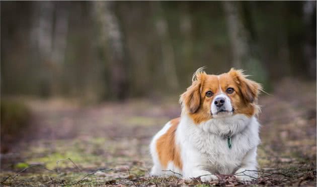 包教包会，如何在家给爱犬拔耳毛