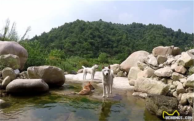 辟谣，中华田园犬并不土，警戒性强、适应力高，使它成为国际宠儿