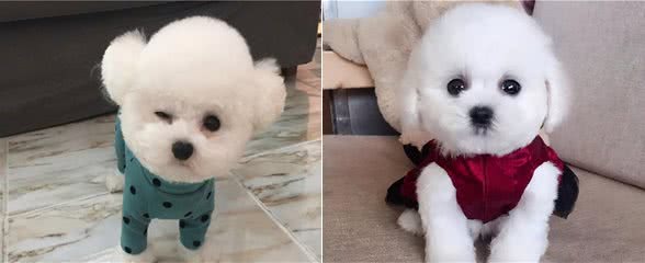 对比熊犬来说，这些东西就是恶魔的存在