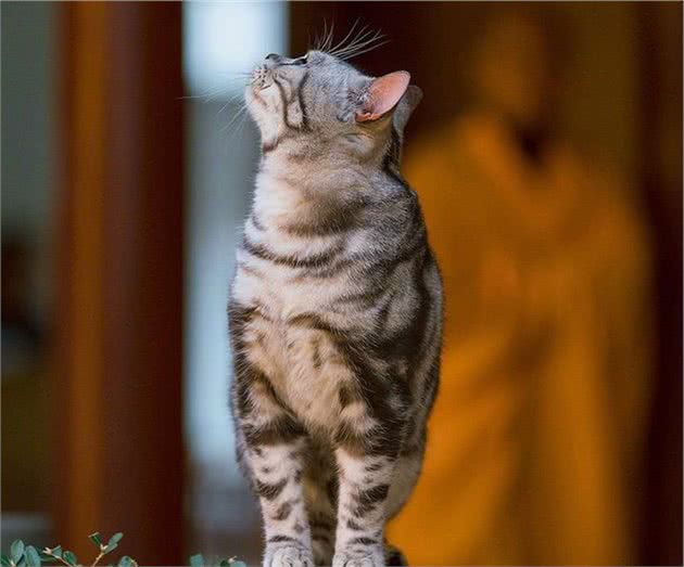 “美国短毛猫”活泼机敏的老牌萌宠