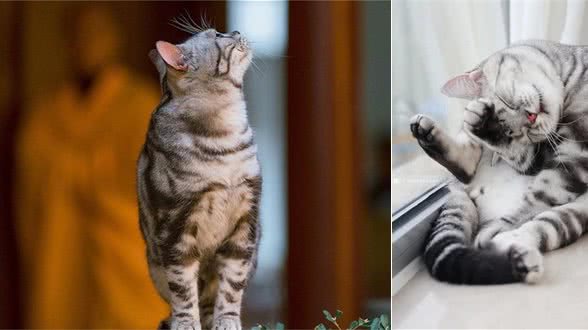 “美国短毛猫”活泼机敏的老牌萌宠