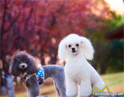 这些食物，可以帮助泰迪犬“靓丽毛发”