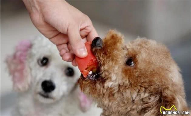 这些食物，可以帮助泰迪犬“靓丽毛发”