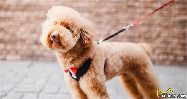 这些食物，可以帮助泰迪犬“靓丽毛发”