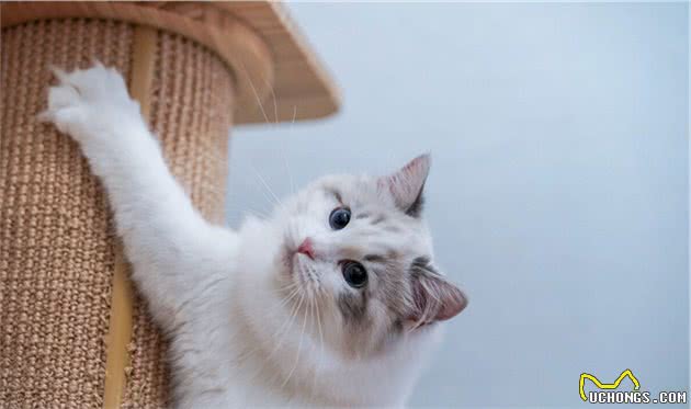 今天带大家扒一扒直男看到都心跳加速的猫（布偶猫）