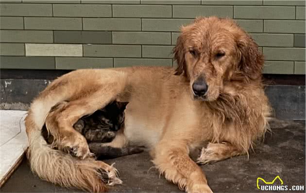 我的狗，在外面养了一只流浪猫，下雨天还把猫搂在怀里，给猫遮雨