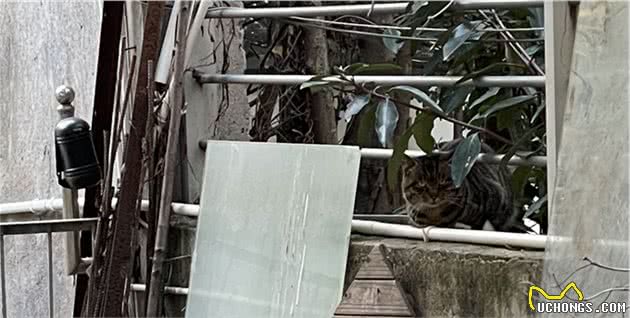 我的狗，在外面养了一只流浪猫，下雨天还把猫搂在怀里，给猫遮雨