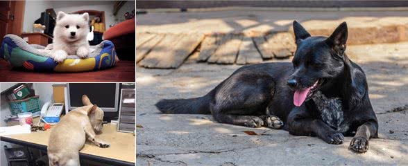 狗狗一旦有这些“睡姿”,说明它对你并不是虚情假意