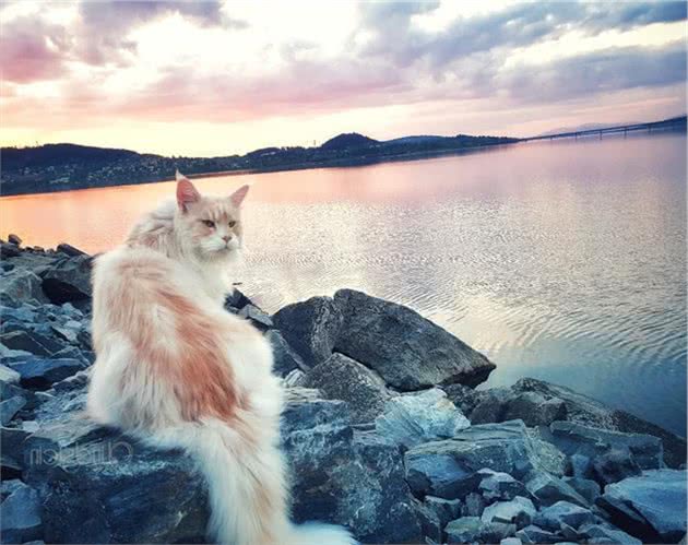 猫咪仙气爆棚,站哪里都像精灵,不过一吹风就暴露原形