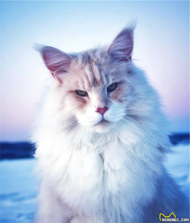 猫咪仙气爆棚,站哪里都像精灵,不过一吹风就暴露原形