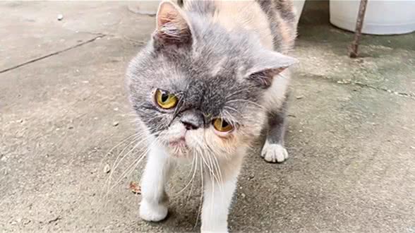 广东：受伤的流浪加菲猫，歪着头想寻求帮助，却换来熊孩子的追打