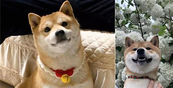 家里有孩子能不能养柴犬？都需要注意些什么？
