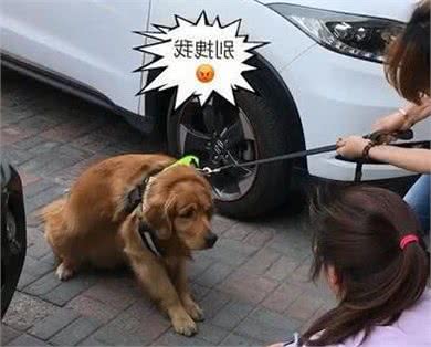 为什么饲养金毛犬的人更少了？这5个缺陷，网友：无法忍受