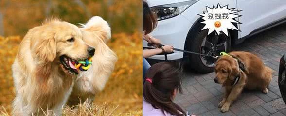 为什么饲养金毛犬的人更少了？这5个缺陷，网友：无法忍受