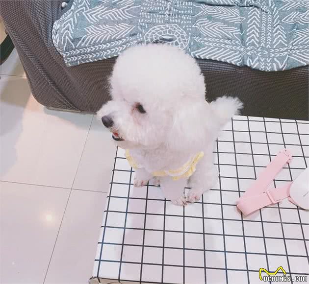 比熊多大可以训练？半岁前都是成长的好时期
