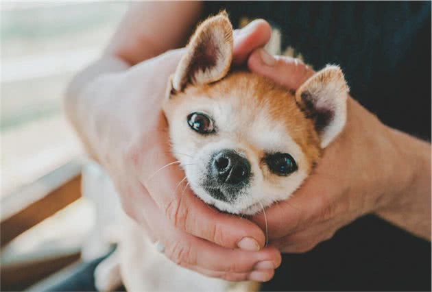 狗狗认定你，一定会有这几种行为，你家毛孩子存在有吗？