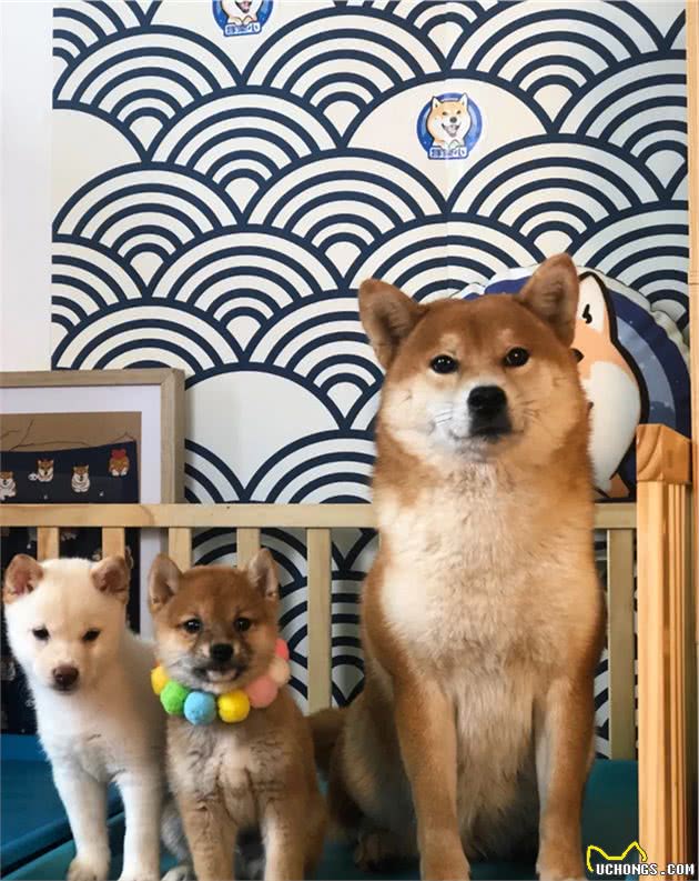 柴犬吃屎怎么办？解决办法来了