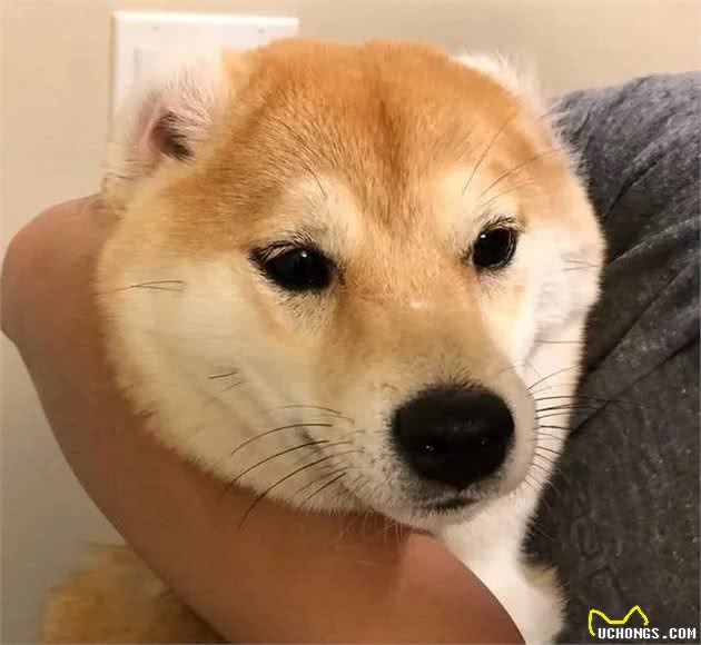 柴犬吃屎怎么办？解决办法来了