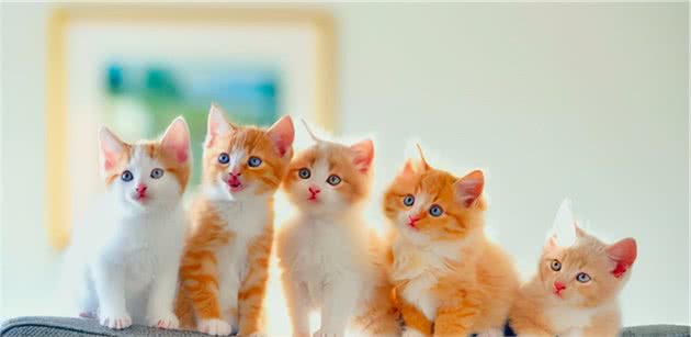 这6种猫咪，今生要养一只，这样才不留遗憾
